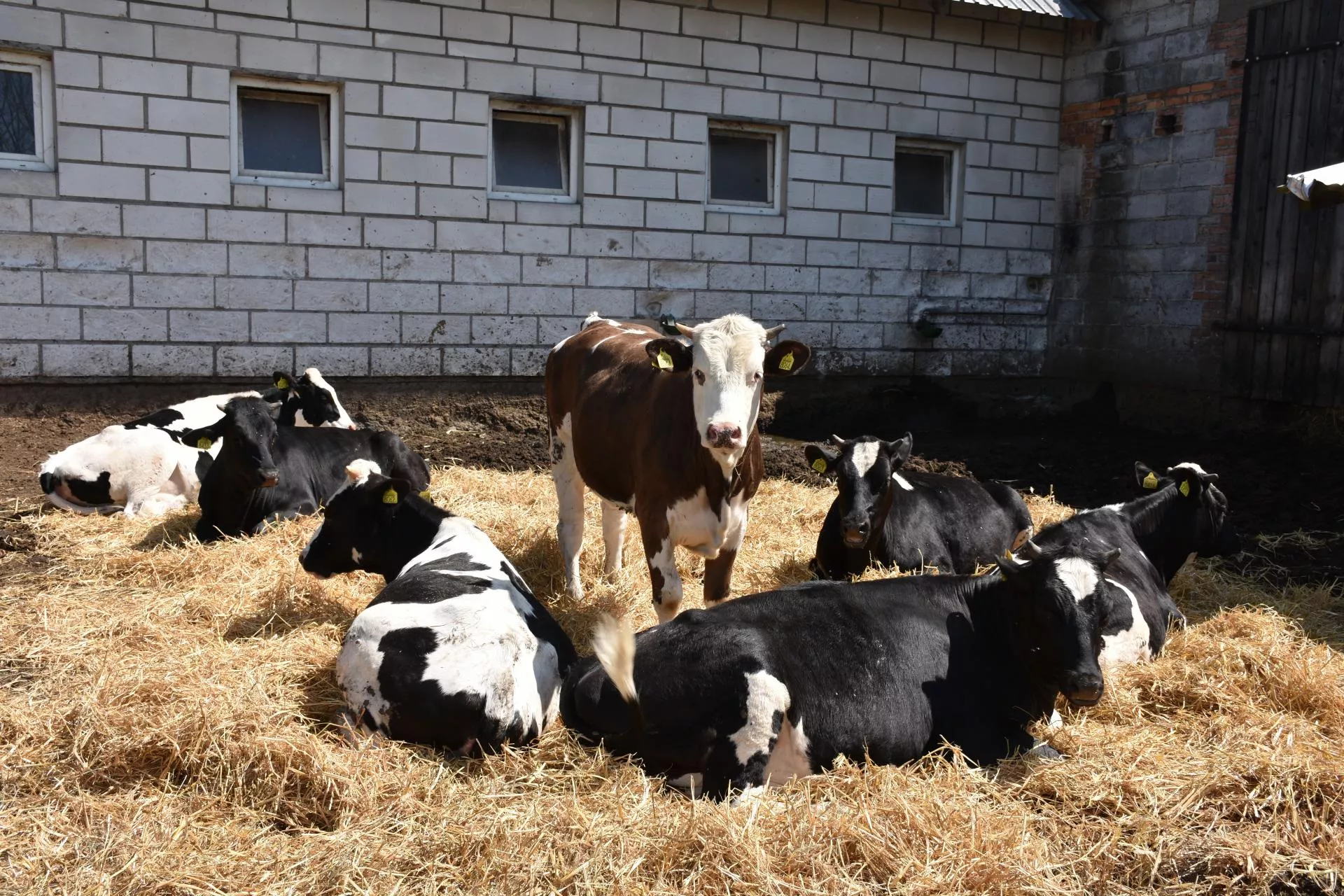 Rekordy się skończyły? Niemcy obniżają ceny jałówek