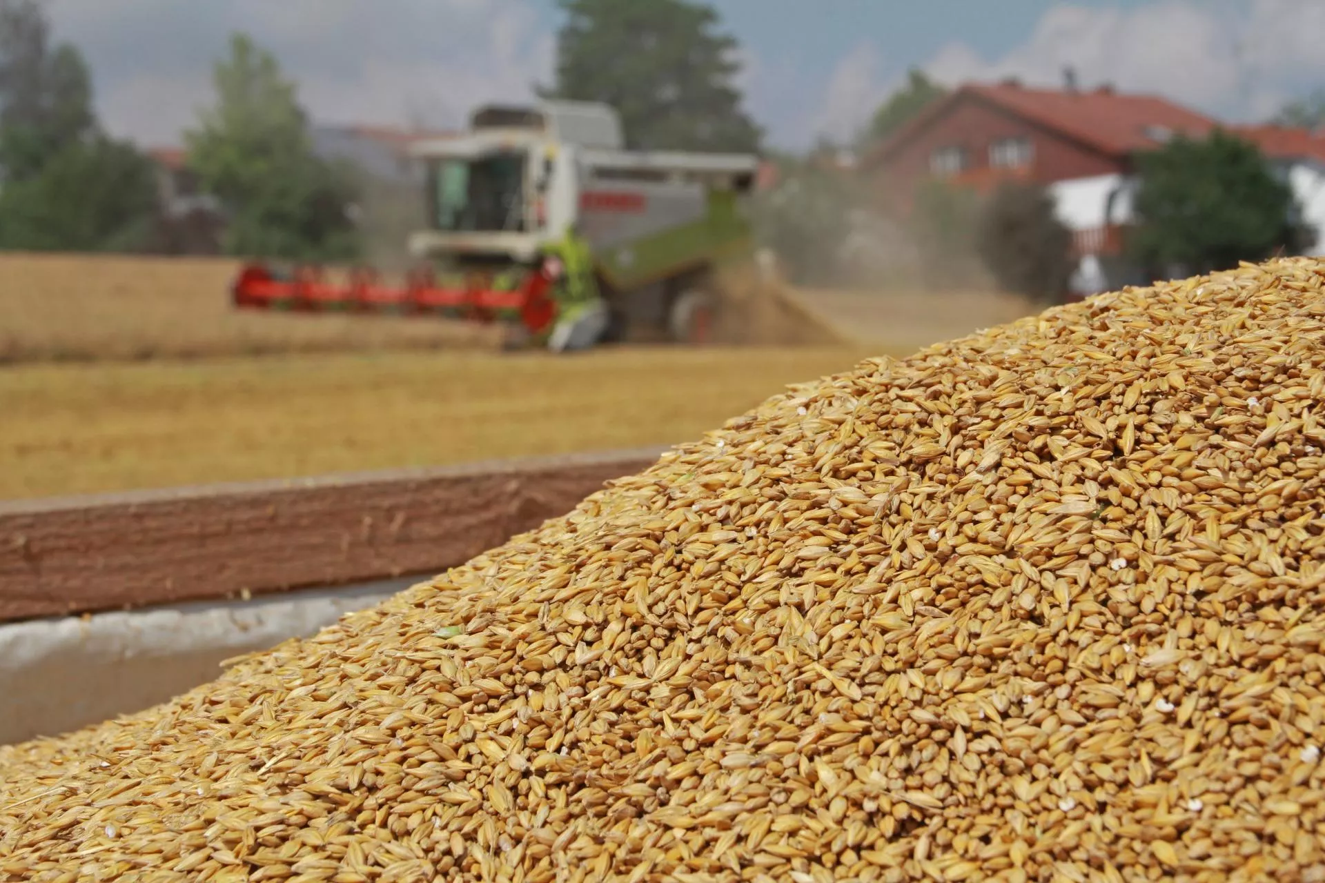 Jęczmień ozimy 2025: kiedy ruszą żniwa? Jakie ceny? [SONDA TPR]