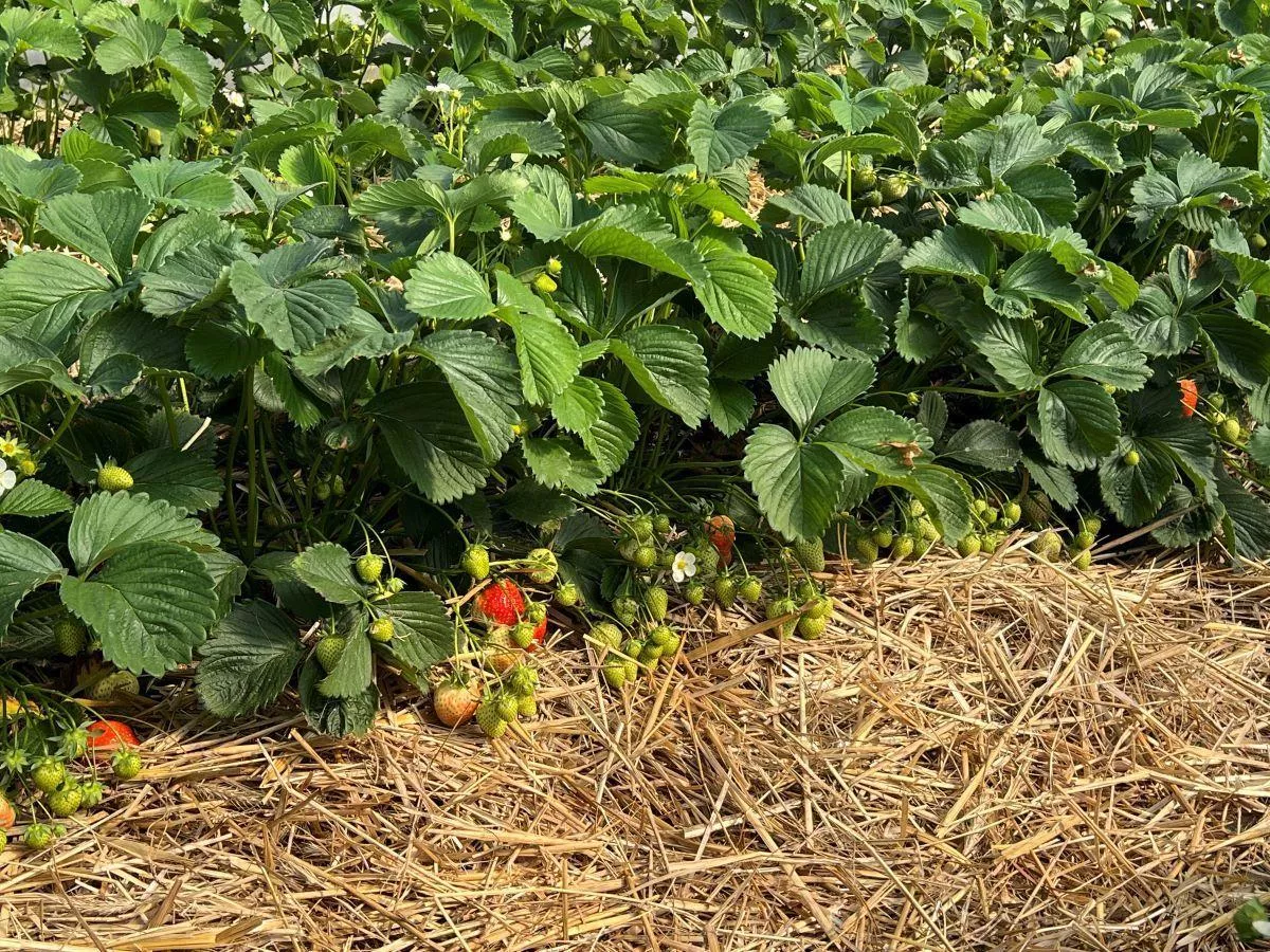 Truskawki w ogrodzie: jak przygotować ziemię? Kiedy sadzić?