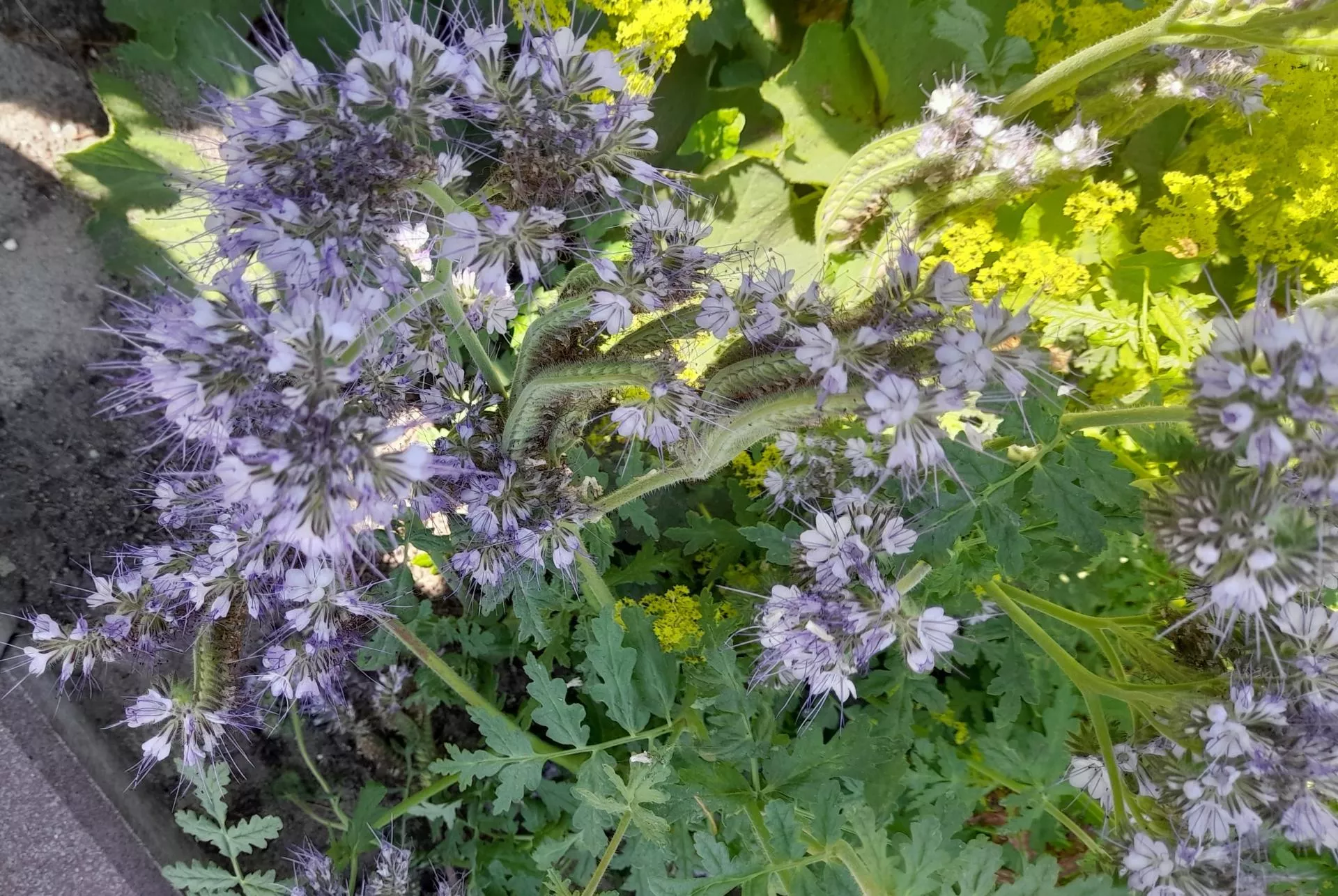 Facelia nie tylko na poplon. Dlaczego warto mieć ją w ogrodzie?