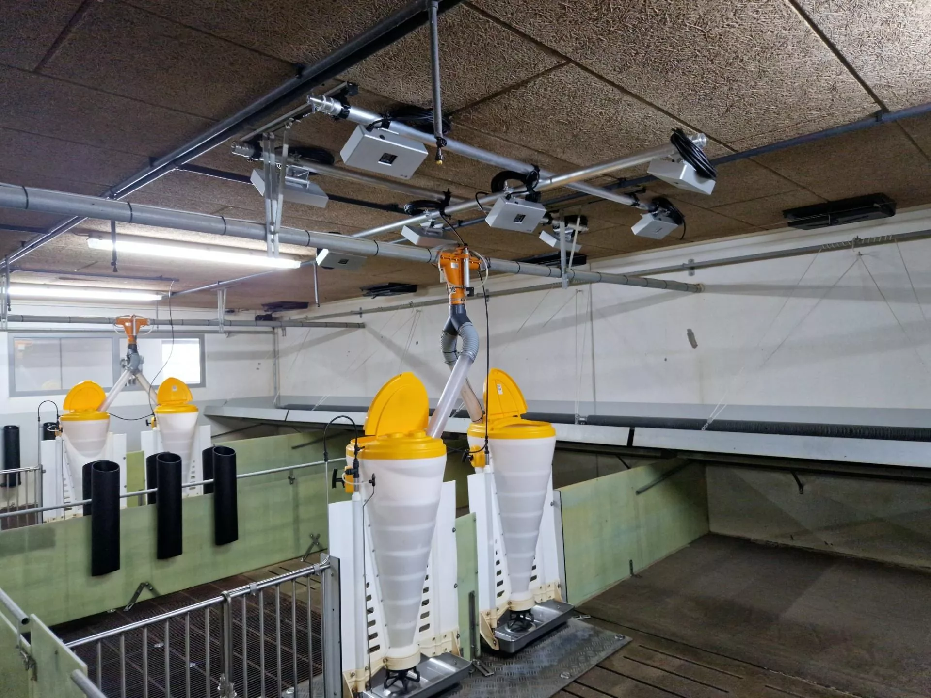 Dezynfekcja promieniami. Nowa technologia chroni zwierzęta przed groźnymi wirusami