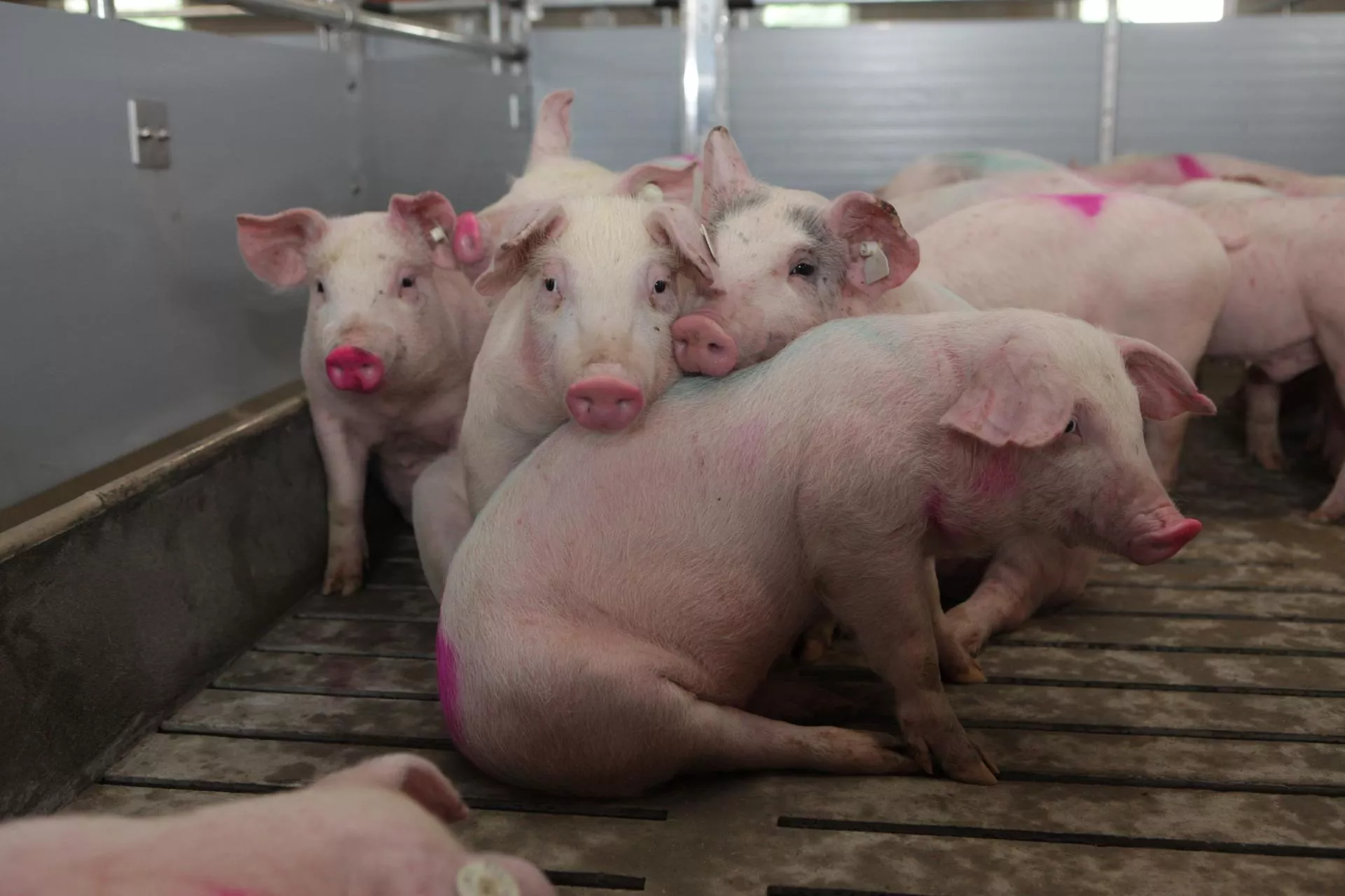 Ubojnie naciskają na obniżki. Jakie są ceny świń w Polsce? [SONDA]