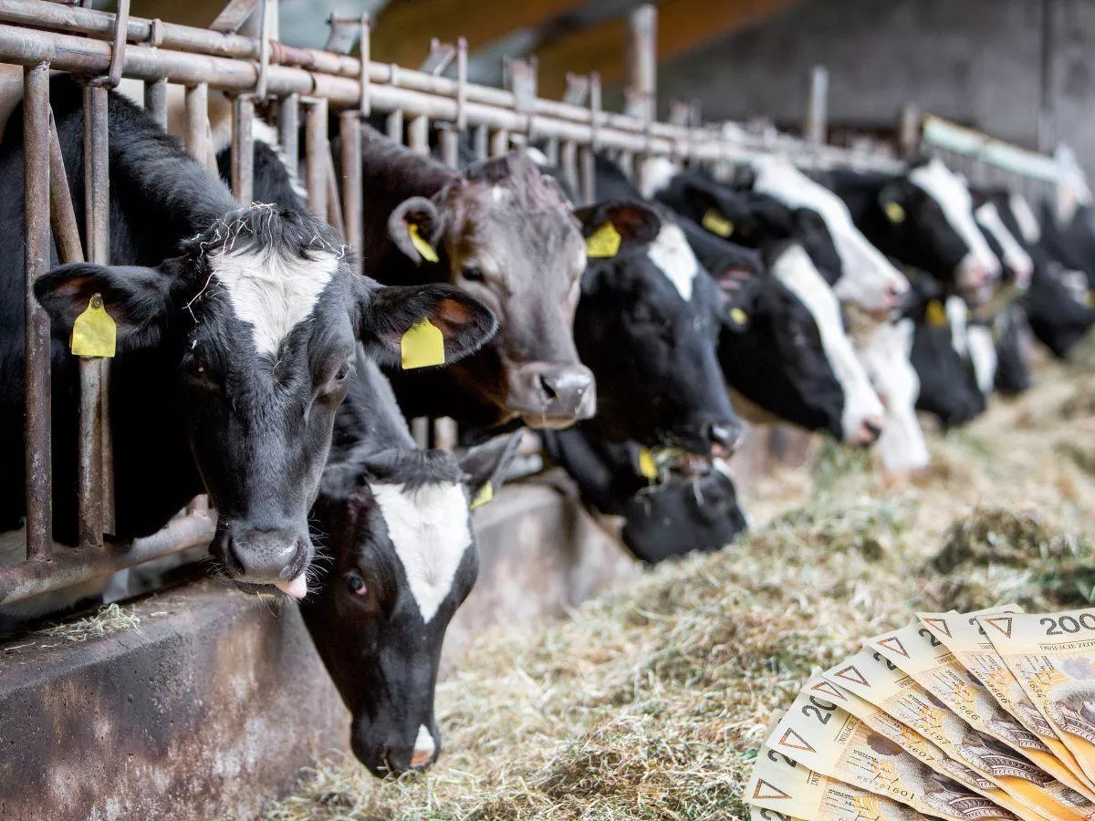 Europejskie mleko na celowniku USA. Ruszyło śledztwo