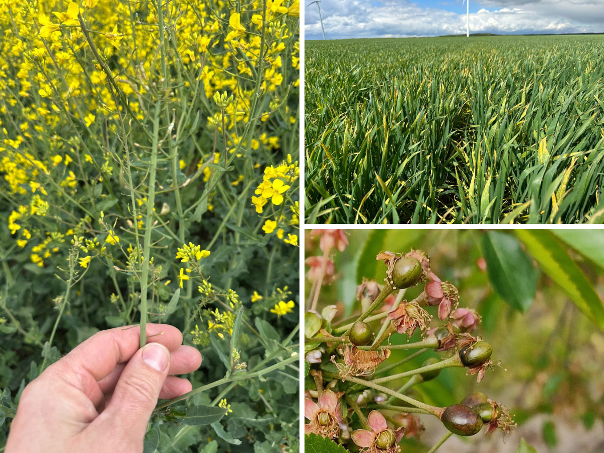 Rolnicy bez plonów i pieniędzy. Ministerstwo wyjaśnia, czy będą odszkodowania