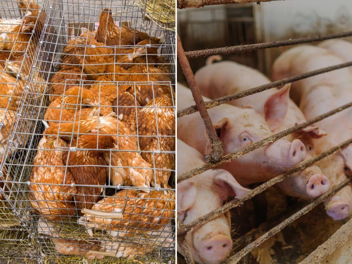 Monitoring obory i koniec kojców? Rolniku, powiedz Brukseli, co sądzisz o nowych przepisach