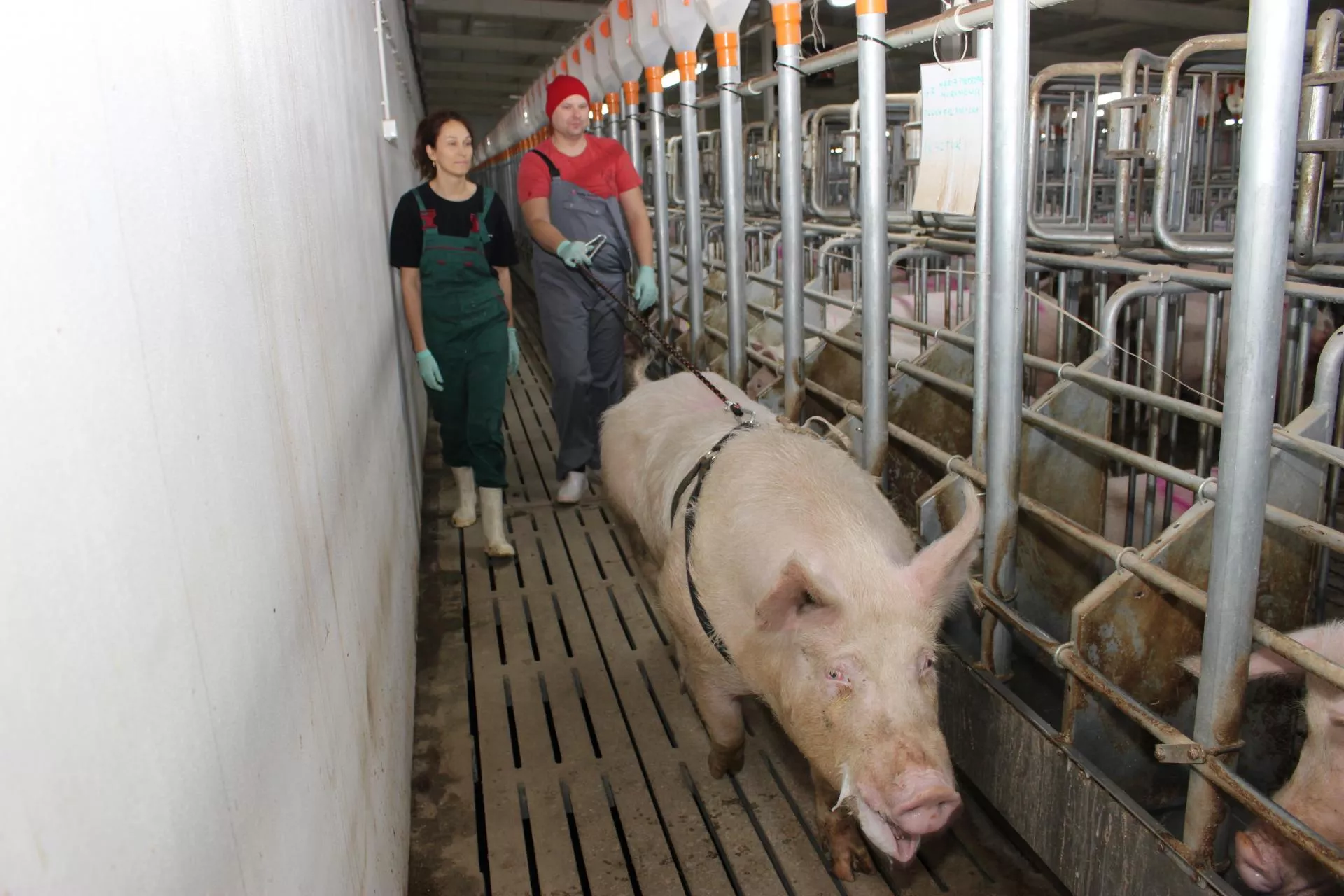 Latem ruja u lochy może być później. Co zrobić, by nie tracić miotów?