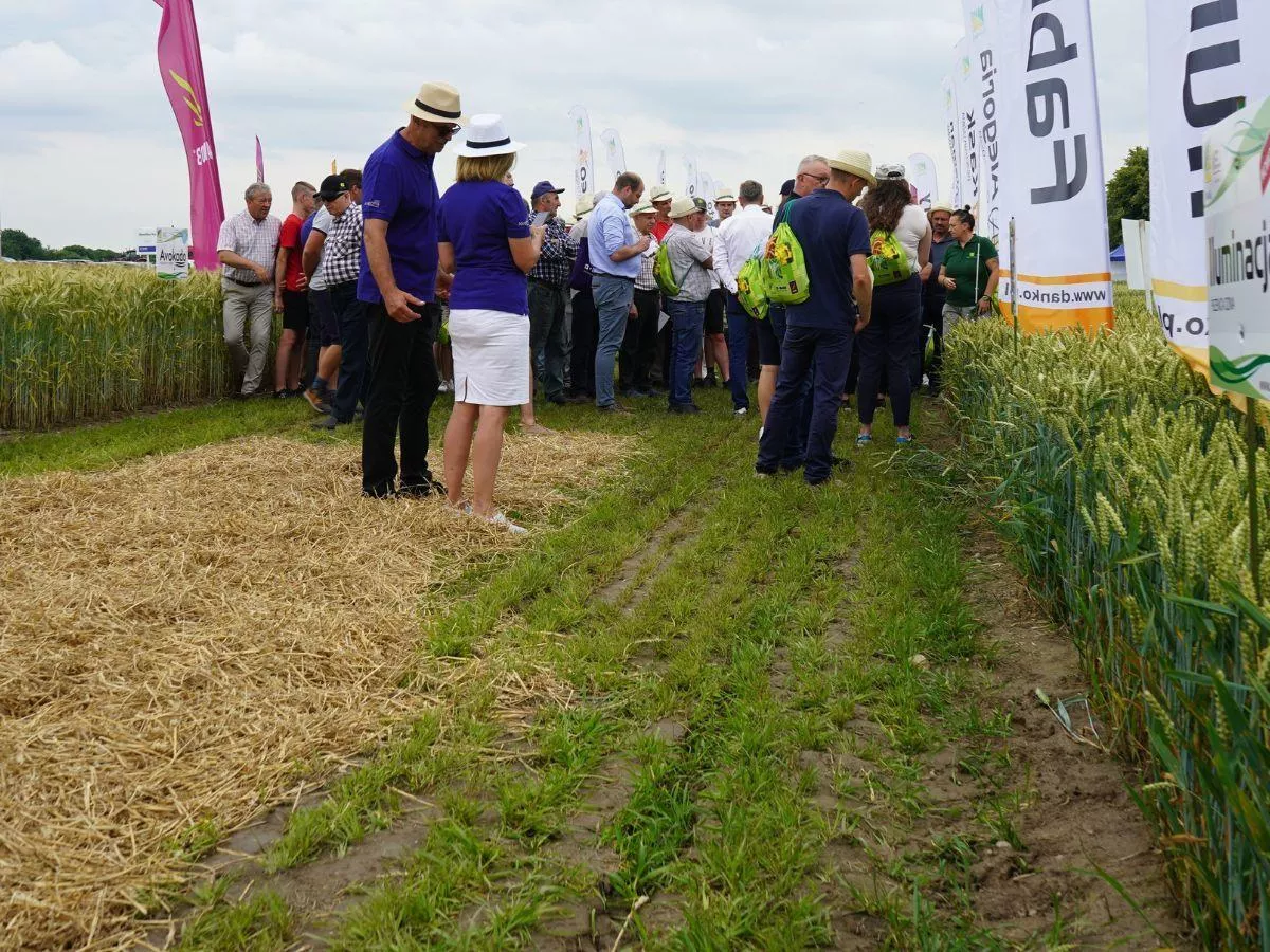 Nowe odmiany pszenicy i pszenżyta zaskoczyły rolników. DANKO gotowe na sezon 2025/26