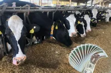 Ceny mleka w skupie nieznacznie spadły. Gdzie rolnicy dostają najmniej, a gdzie najwięcej za mleko?