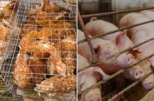 Monitoring obory i koniec kojców? Rolniku, powiedz Brukseli, co sądzisz o nowych przepisach