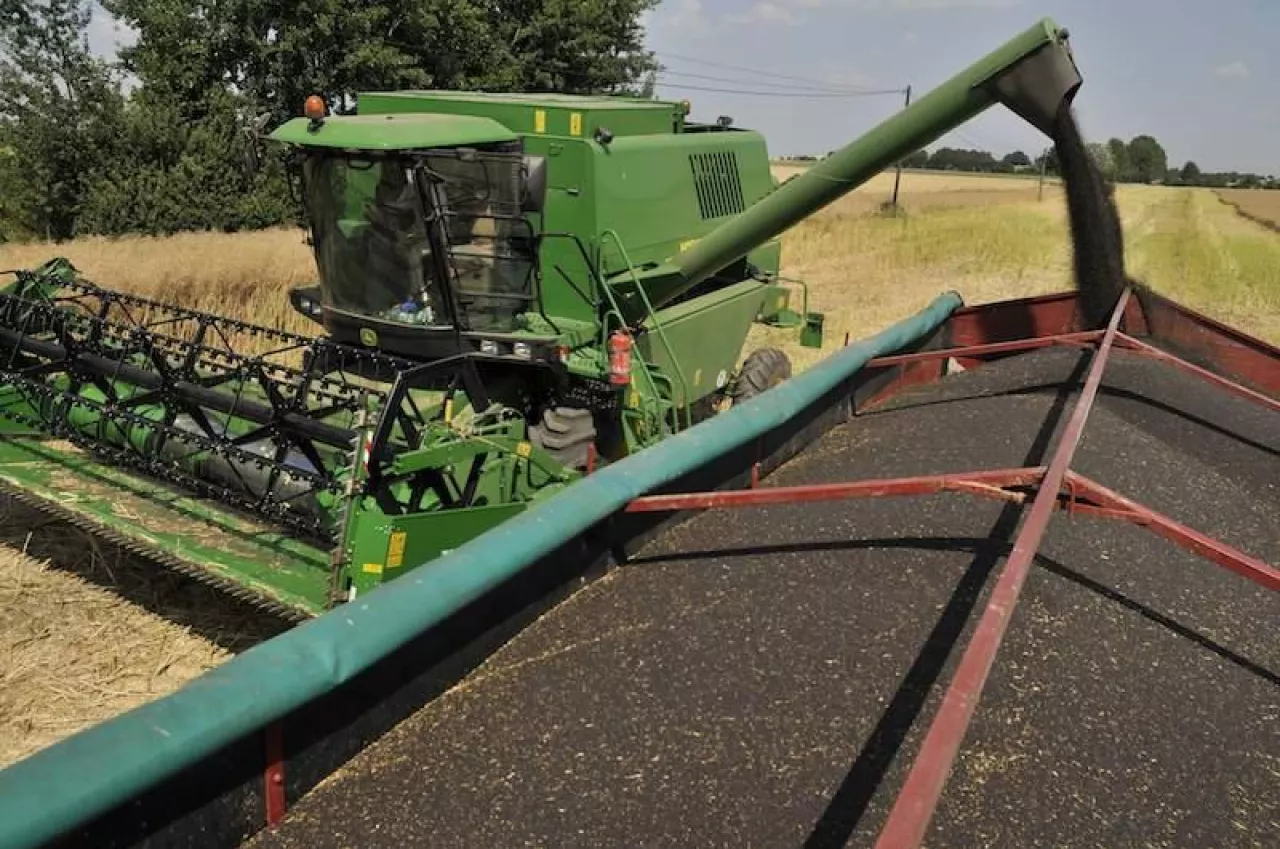 Rzepak 2025: kiedy ruszą żniwa? Jakie ceny? [SONDA]