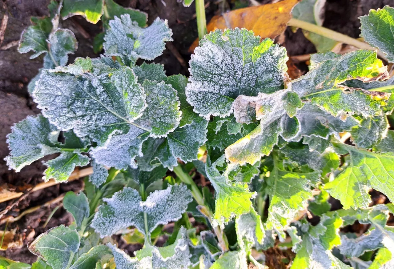 Rolnicy apelują do ministra rolnictwa o zabezpieczenie pieniędzy na pokrycie strat spowodowanych wiosennymi przymrozkami.