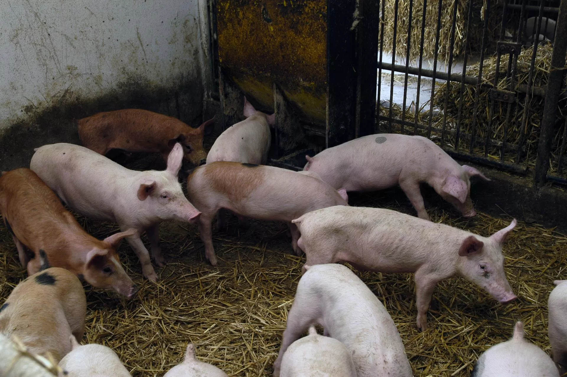 Niewidzialny wróg pustoszy chlewnie. Rolnicy często nie wiedzą, iż go mają