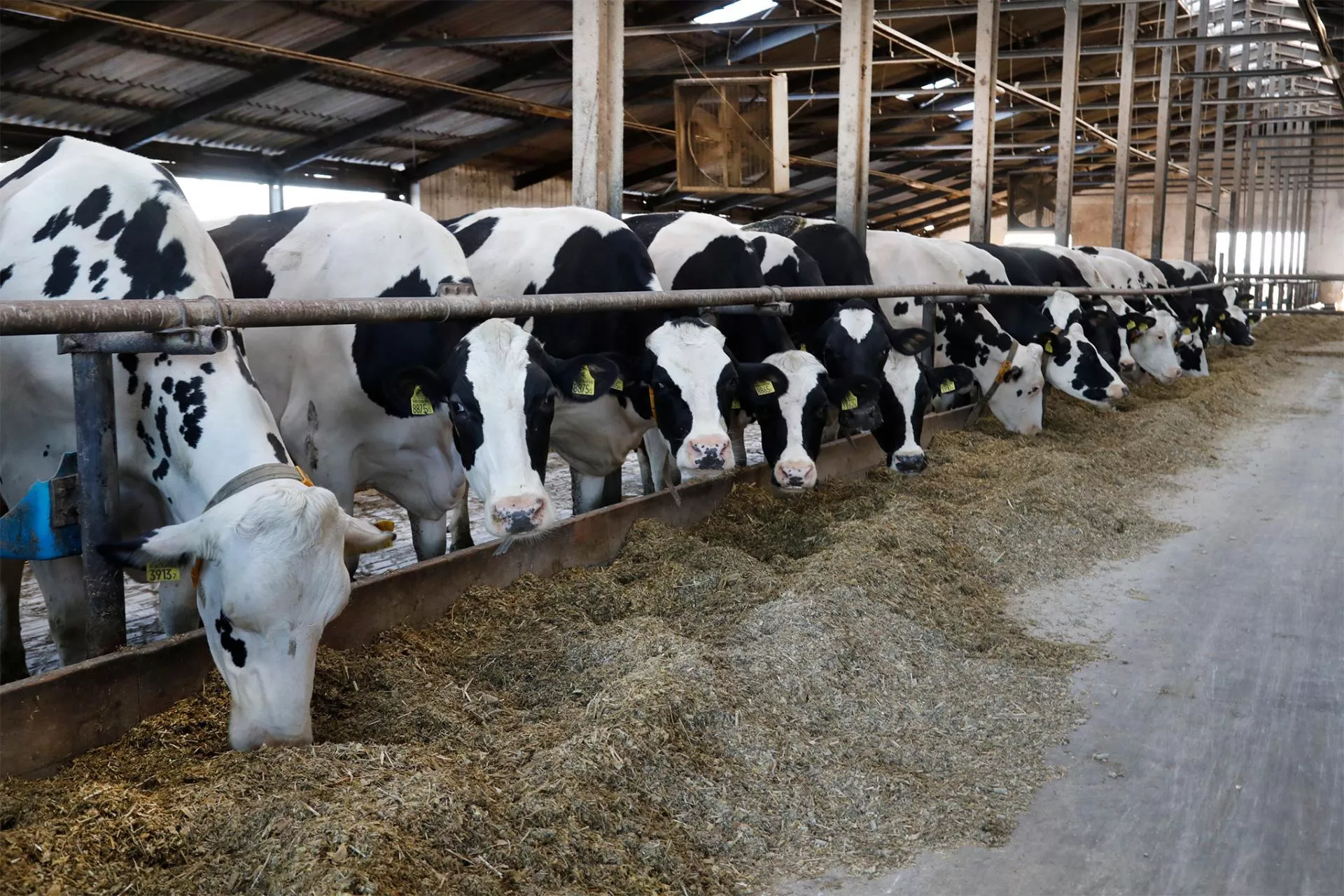 Kolejna groźna choroba atakuje bydło. Weterynaria ostrzega rolników