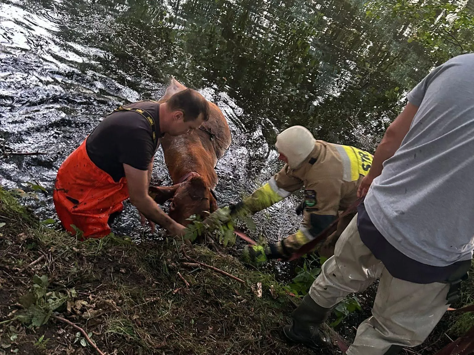 Krowa wpadła do stawu, wystawała tylko głowa! Strażacy w akcji