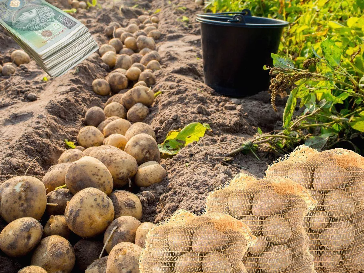 Ziemniaki z Belgii rozchwytywane na Broniszach. A polskie leżą i tanieją