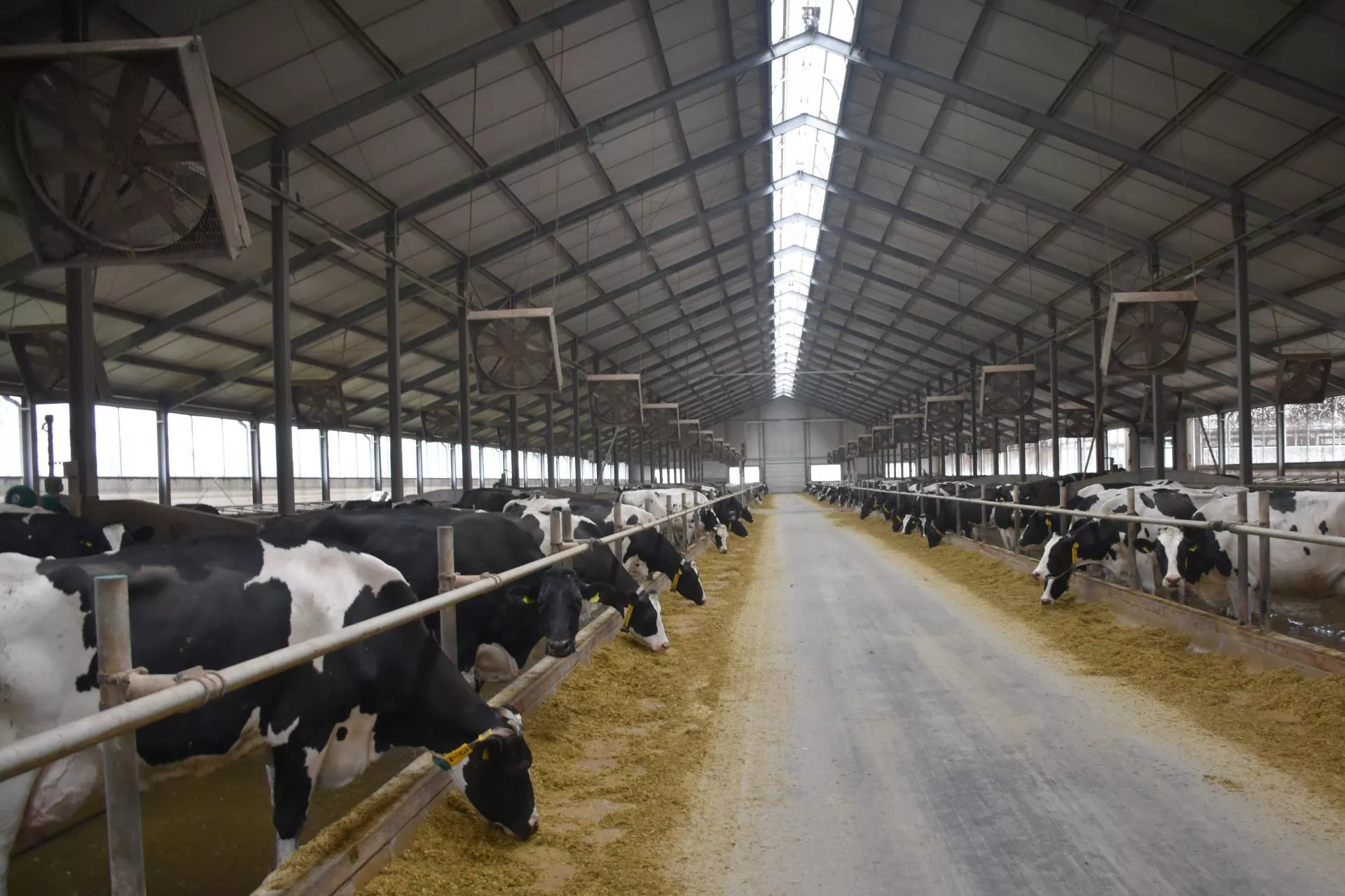 Stres cieplny u krów. Jak go rozpoznać i skutecznie ograniczyć?