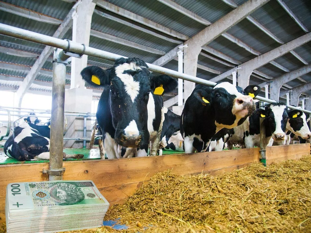 Produkcja mleka się załamie? Rolnicy ostrzegają przed katastrofą