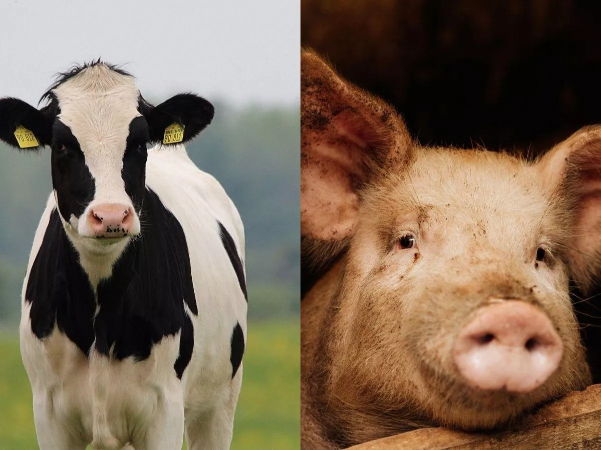 Zniknęła 1/3 loch i 8 mln sztuk bydła. Szokujące dane o hodowli w UE