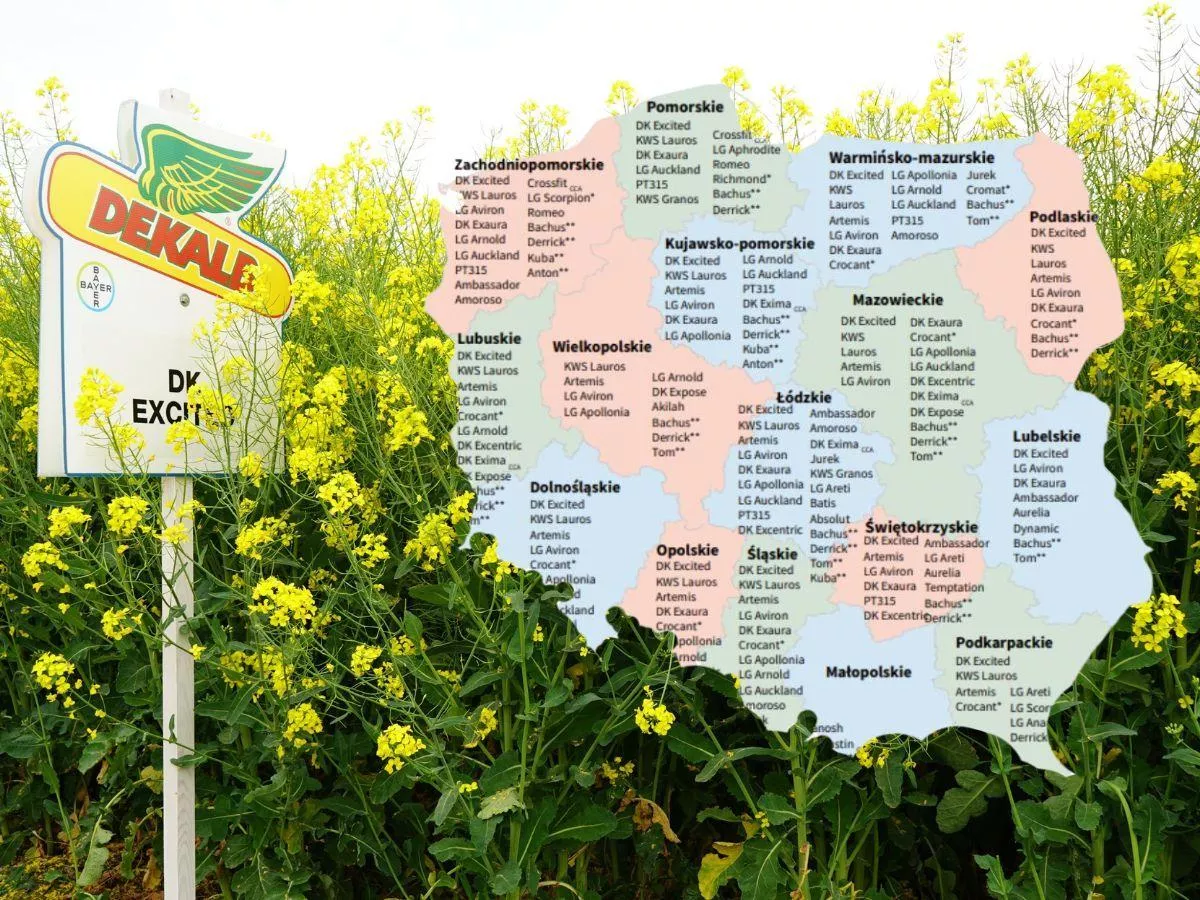 Rzepak ozimy: Lista Odmian Zalecanych 2025