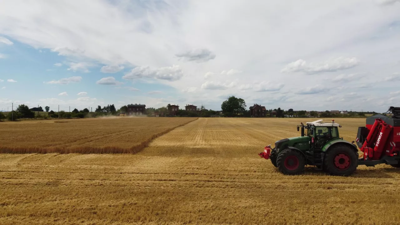 Żniwa jęczmienia browarnego