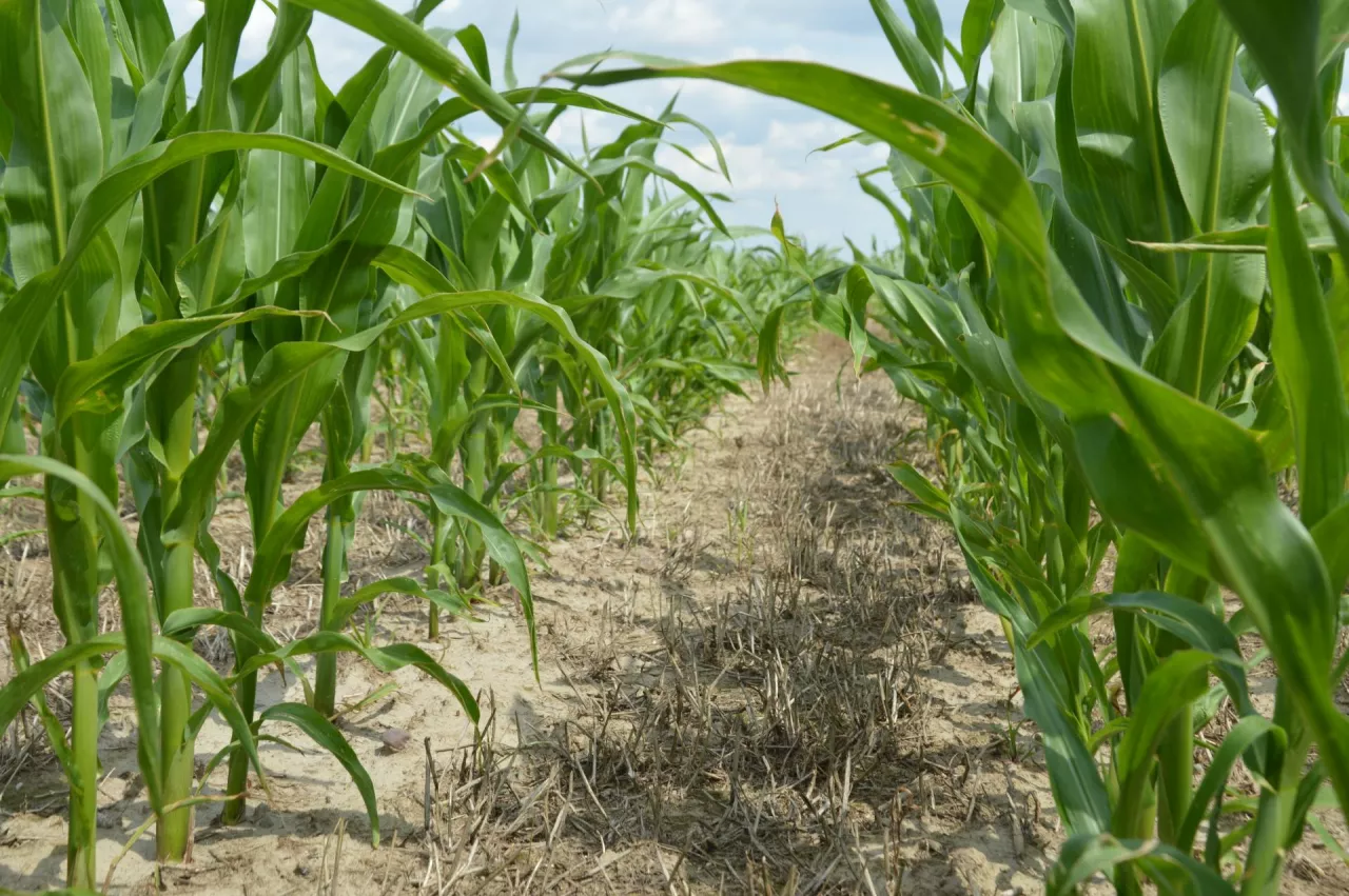 ”Razem budujemy przyszłość polskiego rolnictwa” – to hasło firmy, która od lat dostarcza polskim rolnikom sprawdzone i nowoczesne rozwiązania. Firma zapowiada w komunikacie, że dziś idzie o krok dalej.