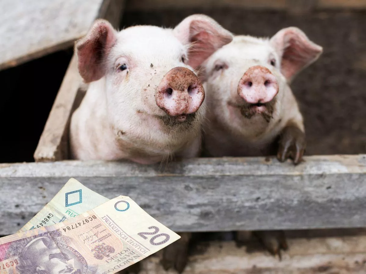 Ceny świń runęły. Zakłady tną stawki choćby o 65 gr. "To tragedia"