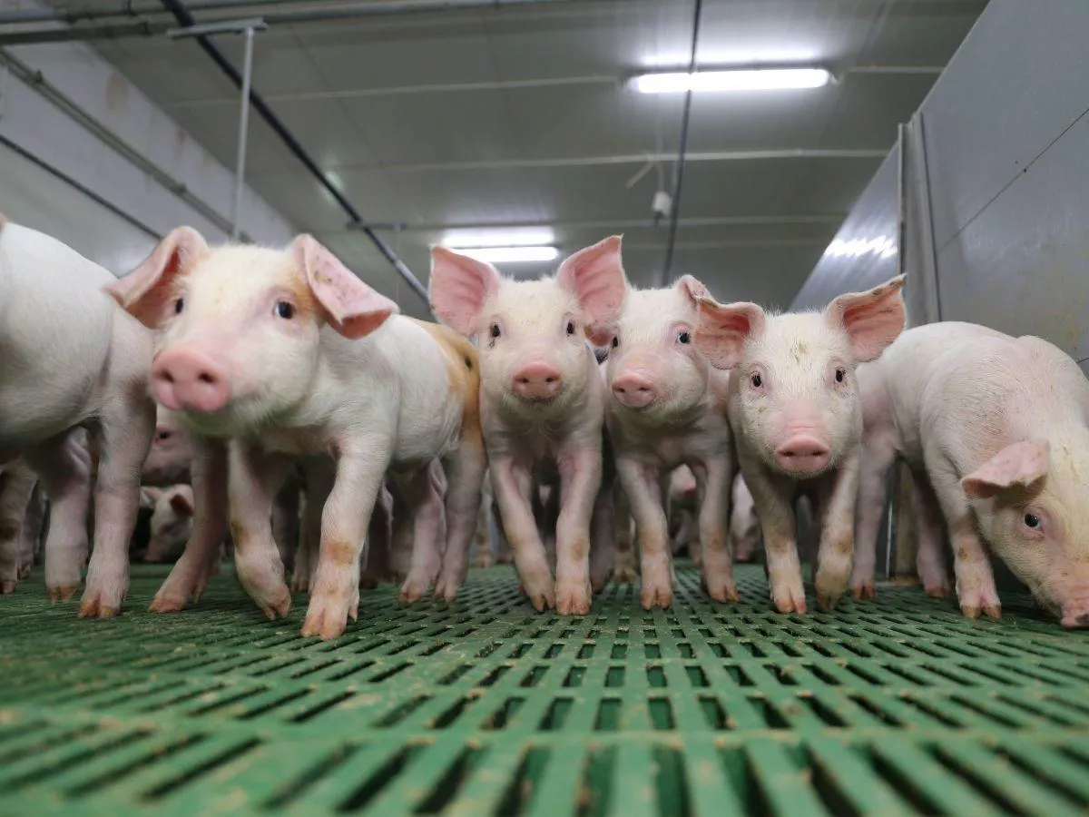 Polscy rolnicy harują i jeszcze muszą dokładać. Kto naprawdę zarabia na naszych świniach?