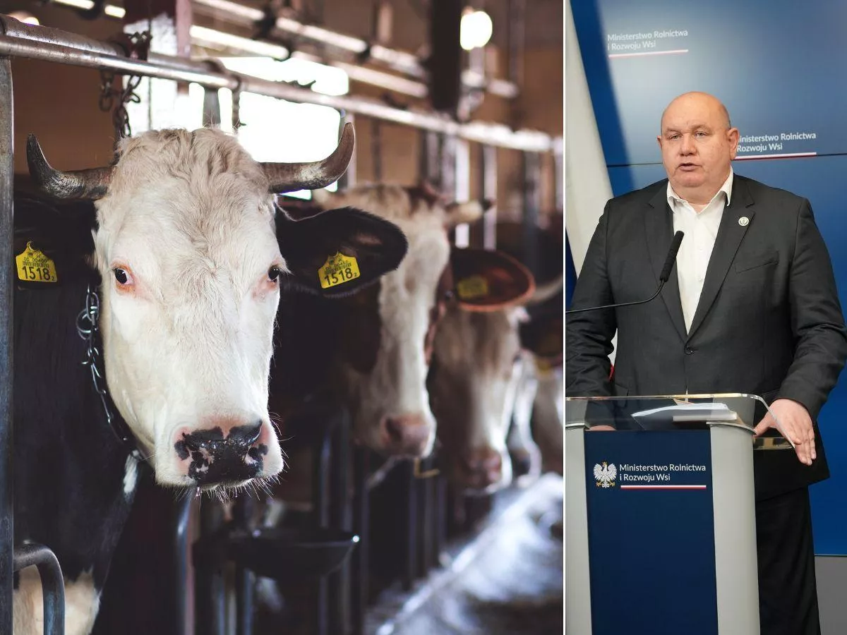 Rolnik musi wybić zwierzęta, choć nie ma środków. Rusza akcja „Zderzenie z Przepisem”