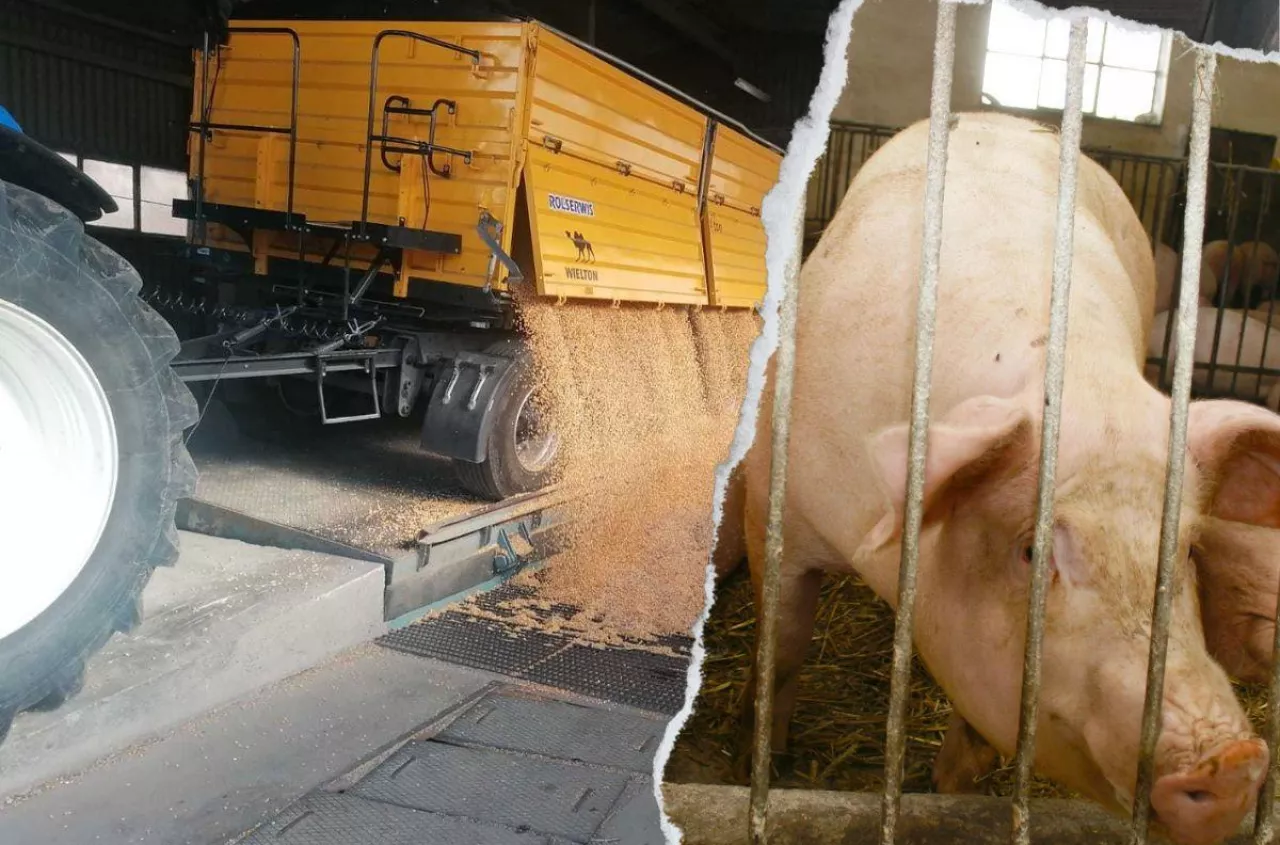 Ceny zbóż i świń spadają. Co z nawozami? [Raport rynkowy 04.07.2025]