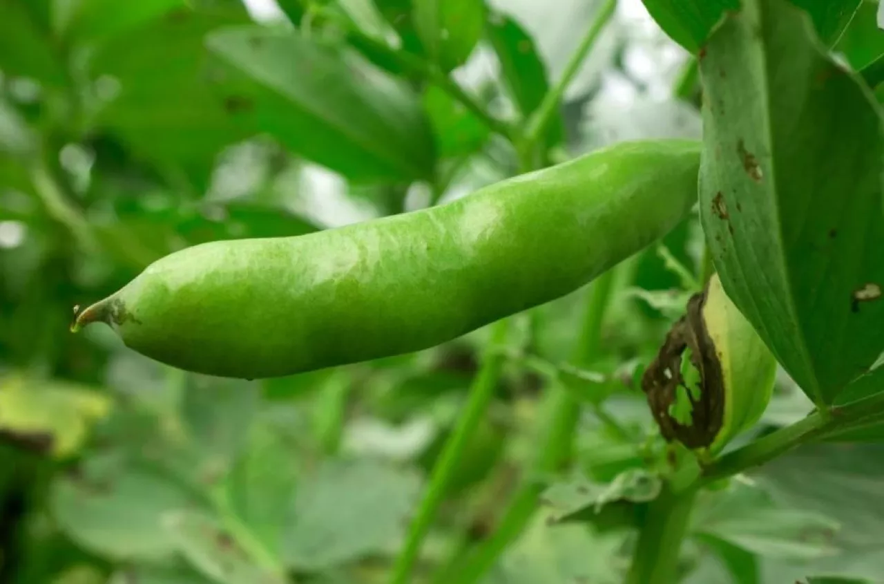Będą dopłaty bezpośrednie do kolejnych upraw?