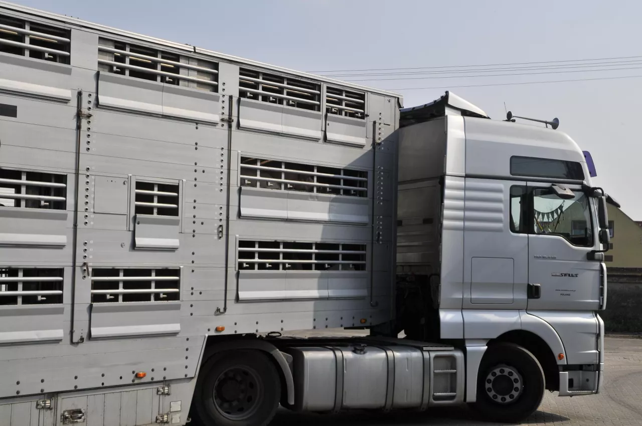 Kiedy nie wolno przewozić bydła? Weterynaria przypomina zasady