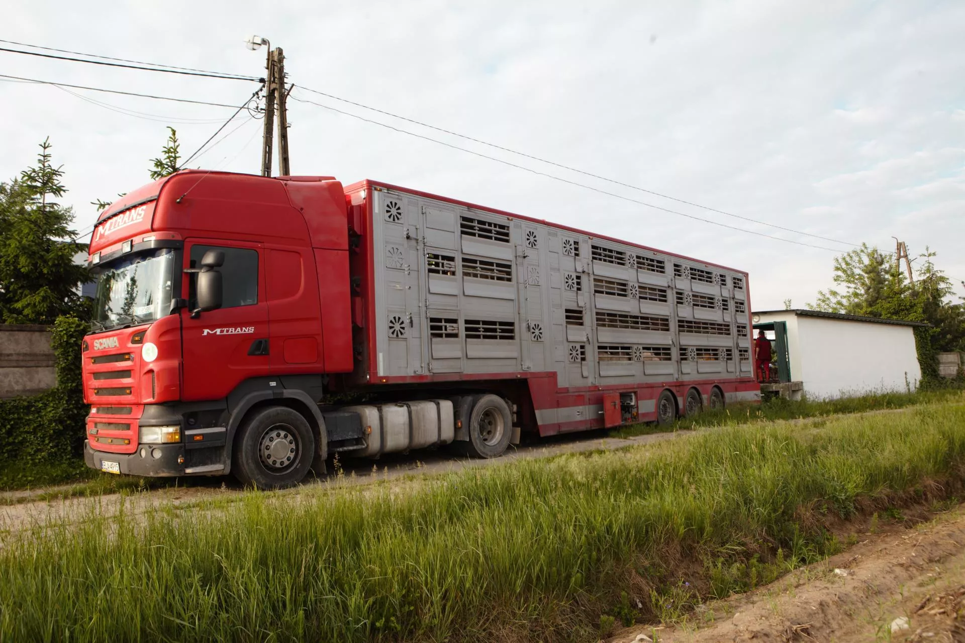 Rolniku, za to grożą konsekwencje. Weterynaria ostrzega przed nielegalnym transportem bydła