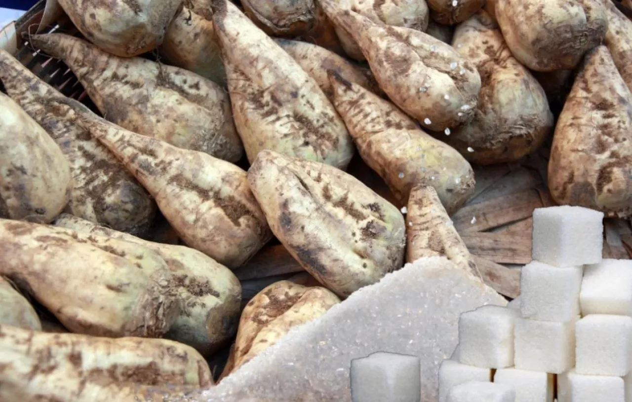 uprawa buraka cukrowego, produkcja cukru w Polsce