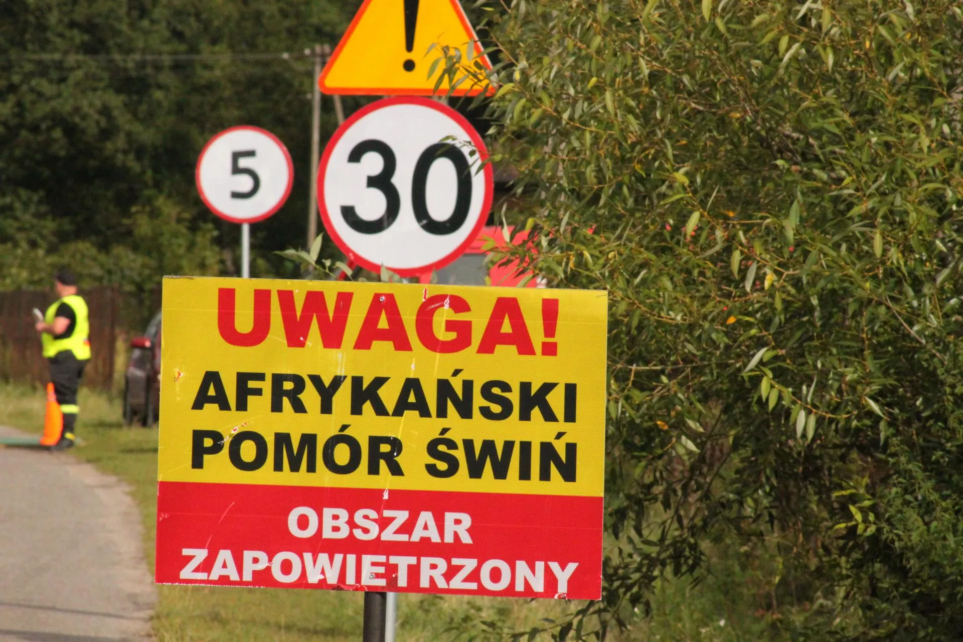 Prawie 2000 świń do wybicia. Wybuchło ogromne ognisko ASF