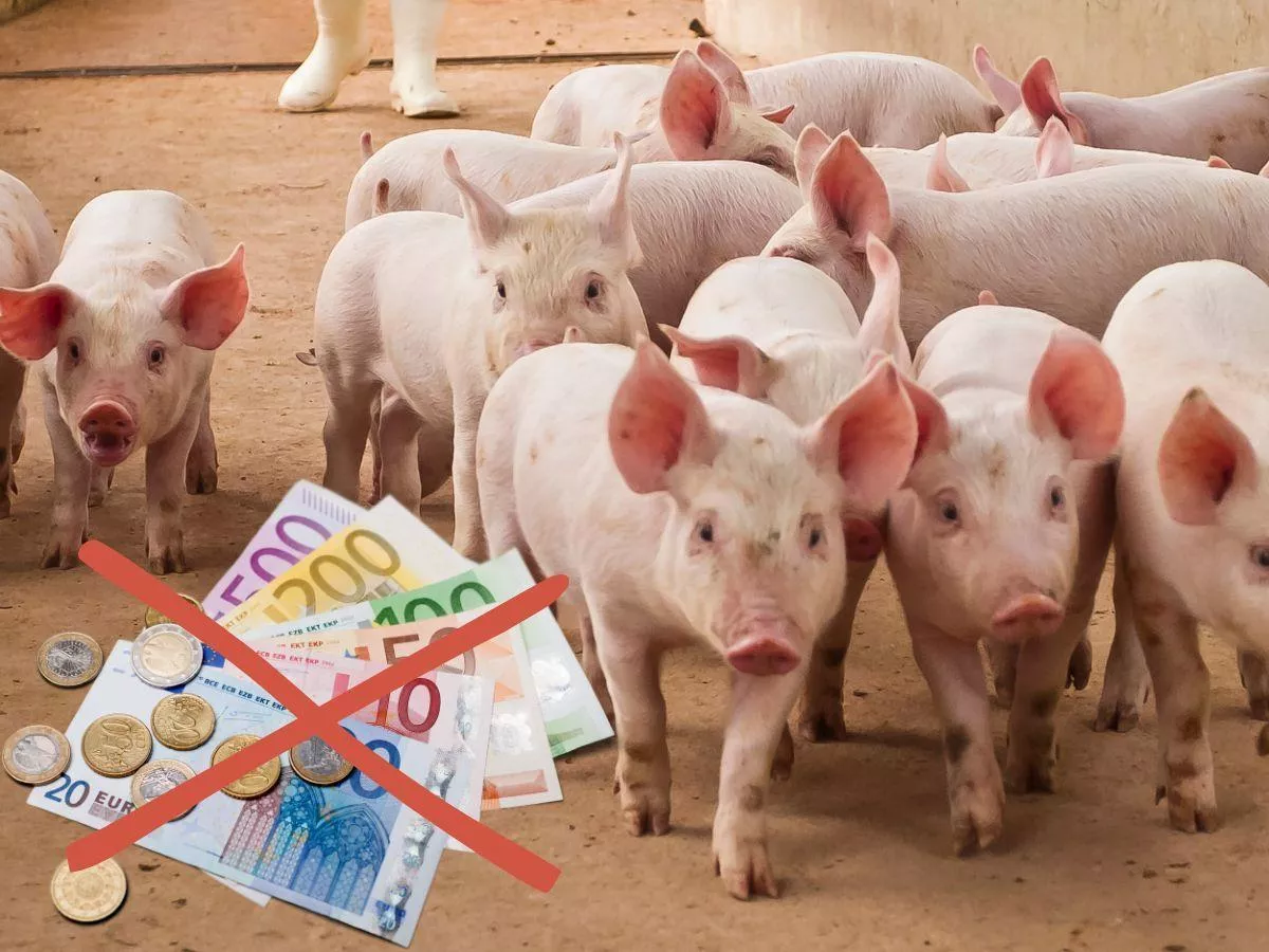 Rolnicy pod ścianą. Muszą zwrócić pomoc z czasów pandemii