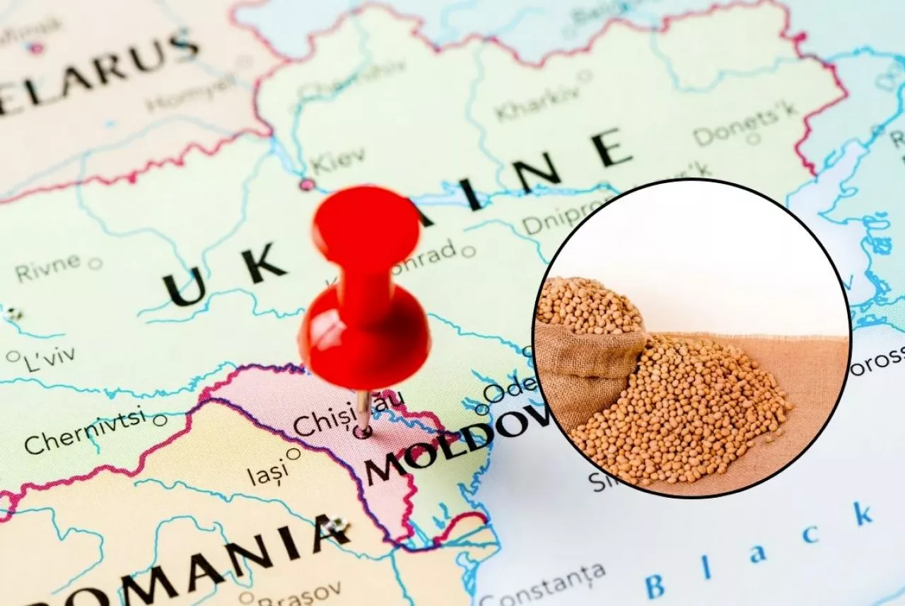 import materiału siewnego