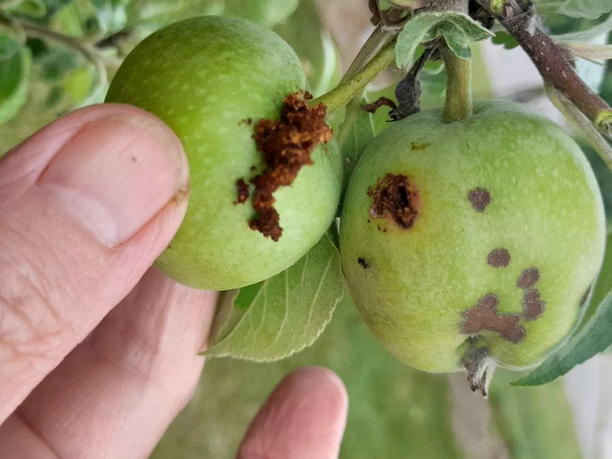 Drugi atak owocówki jabłkóweczki. Sprawdź, jak chronić jabłka