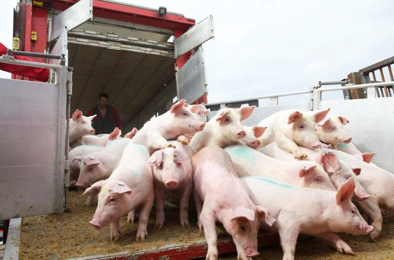 Świń więcej, choć stad ubywa. Duże gospodarstwa przejmują hodowlę
