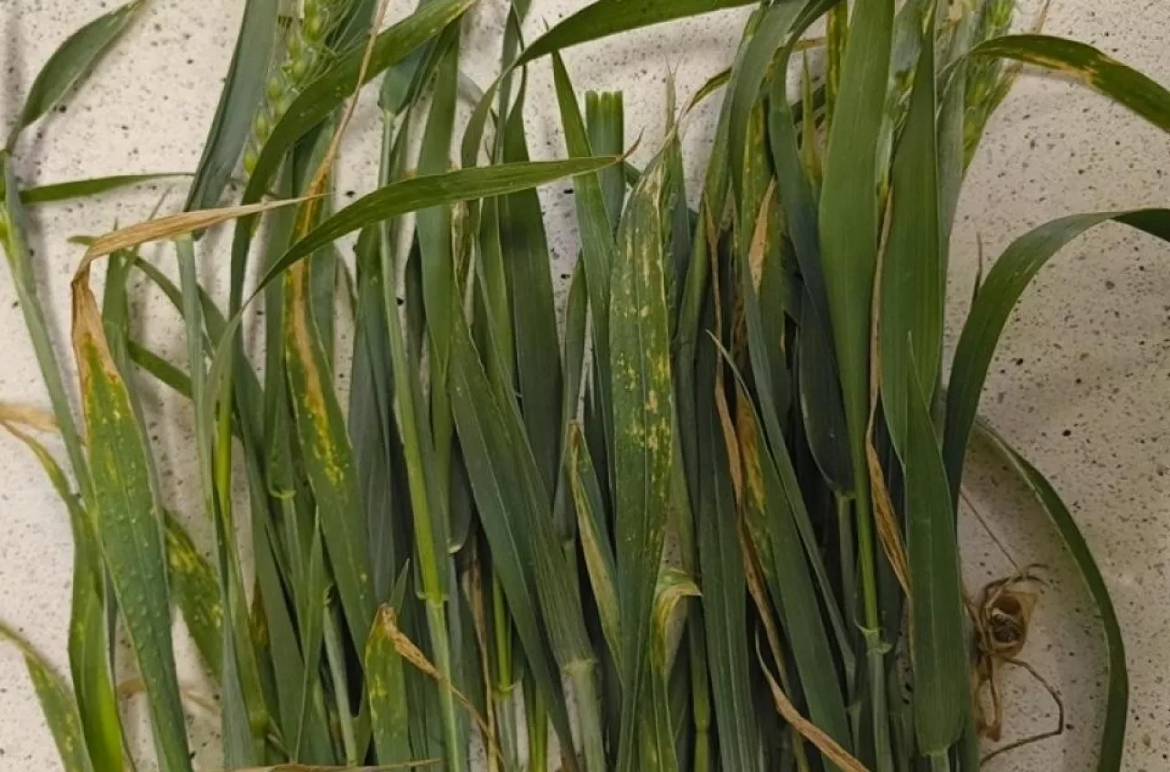 W pszenicy rozprzestrzenia się groźny wirus. Eksperci ostrzegają