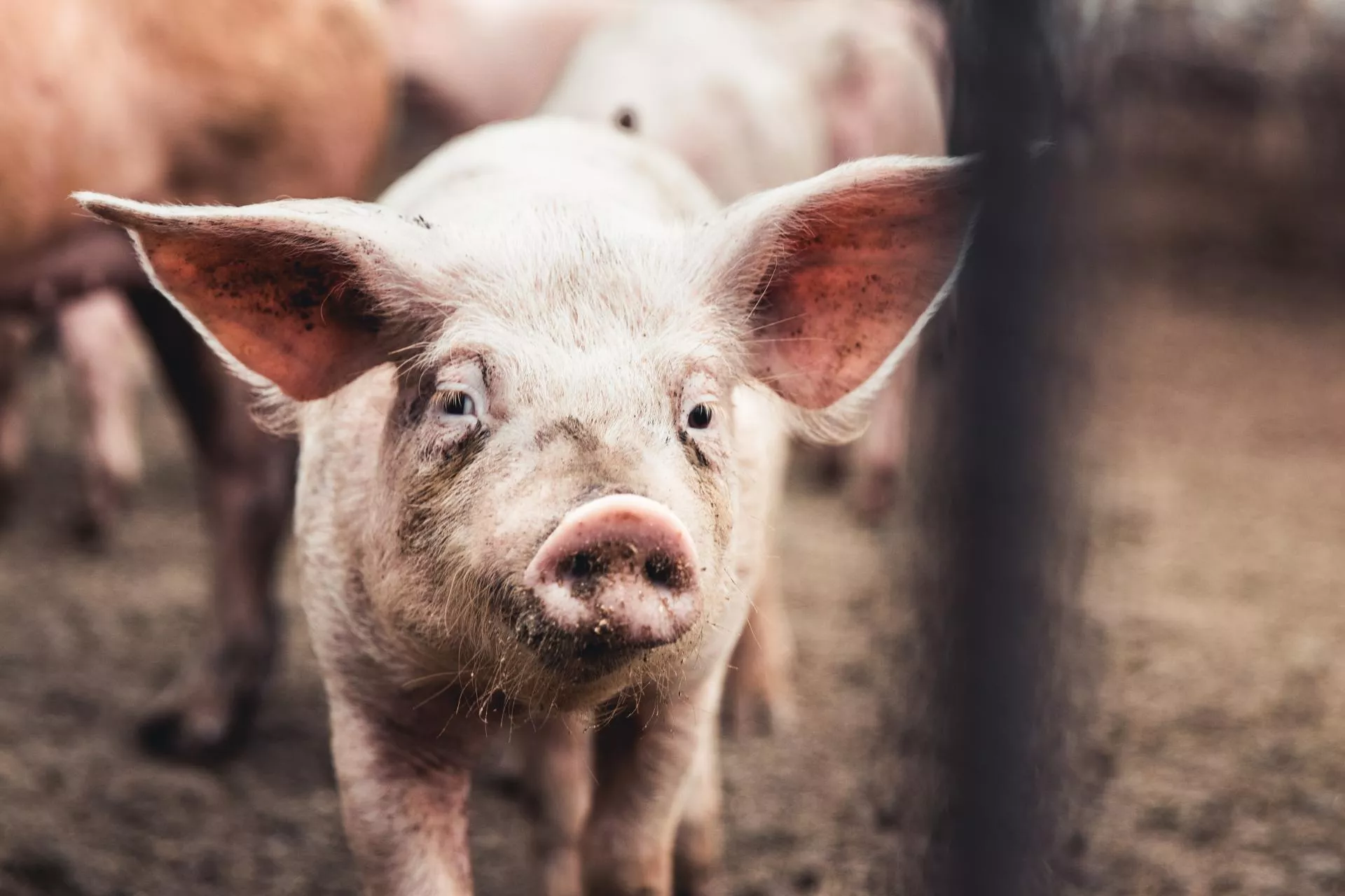 64 tys. zł kary i nowy system. Rolników czekają duże zmiany w przemieszczaniu świń