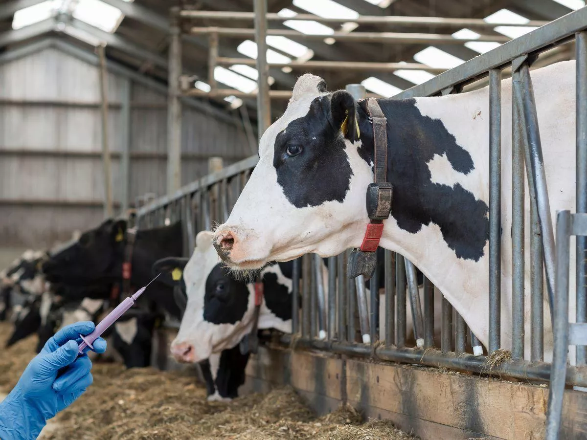 Choroba niebieskiego języka wraca. Wirus zaatakował kolejne województwo