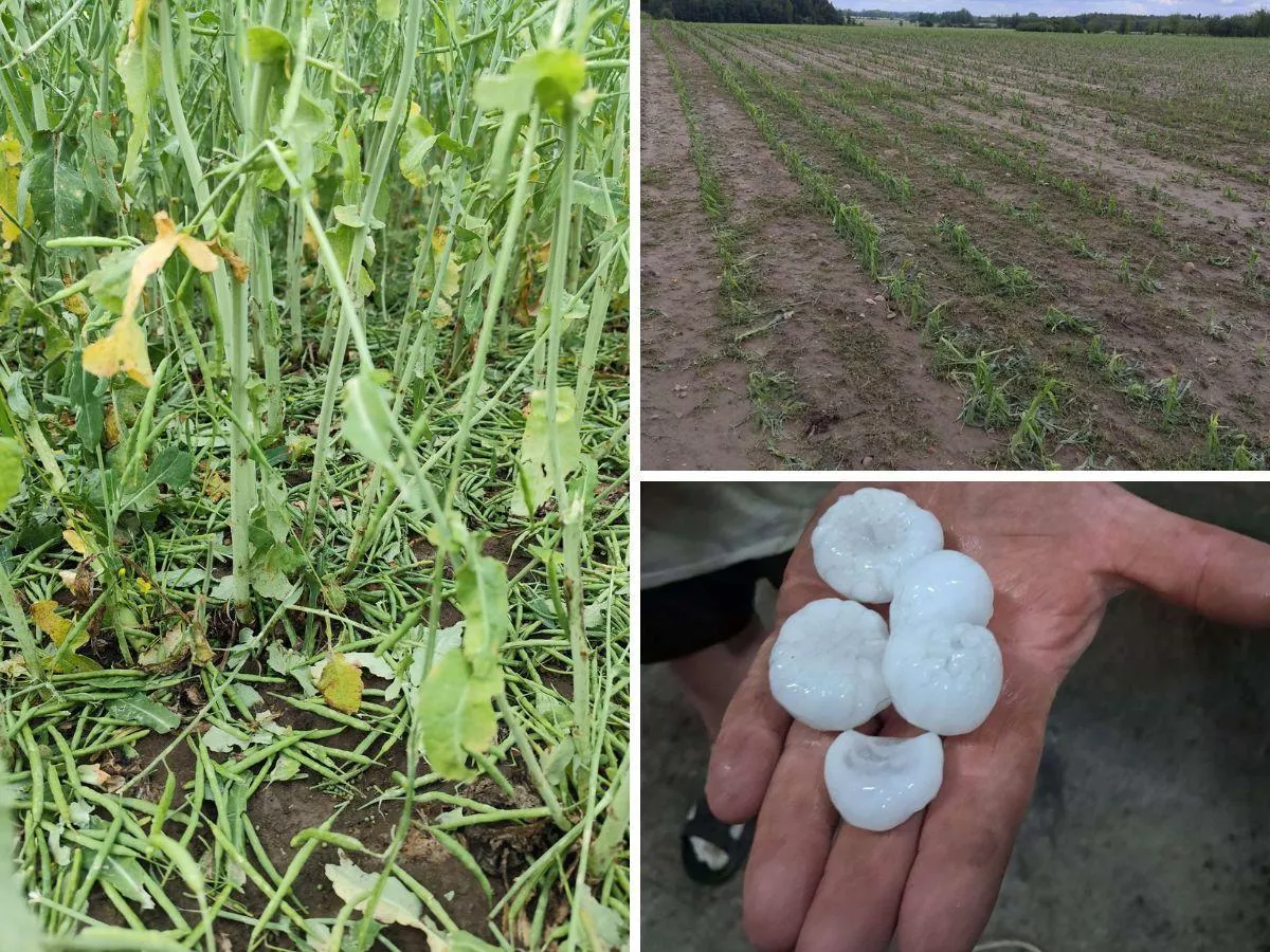 Jedna firma ubezpieczy wszystkich rolników? Rolnicy złożyli wniosek