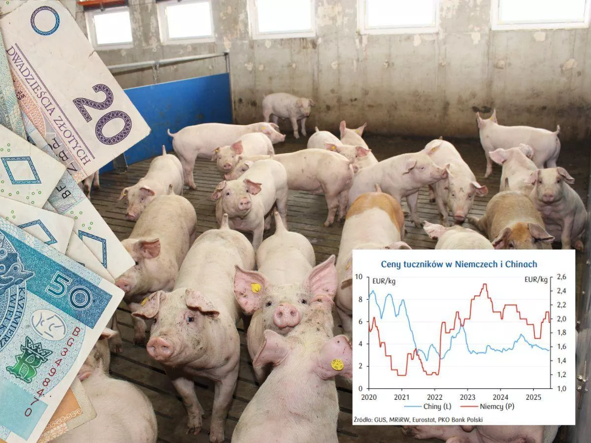 Jakie będą ceny świń na koniec 2025? Jest najnowsza PROGNOZA