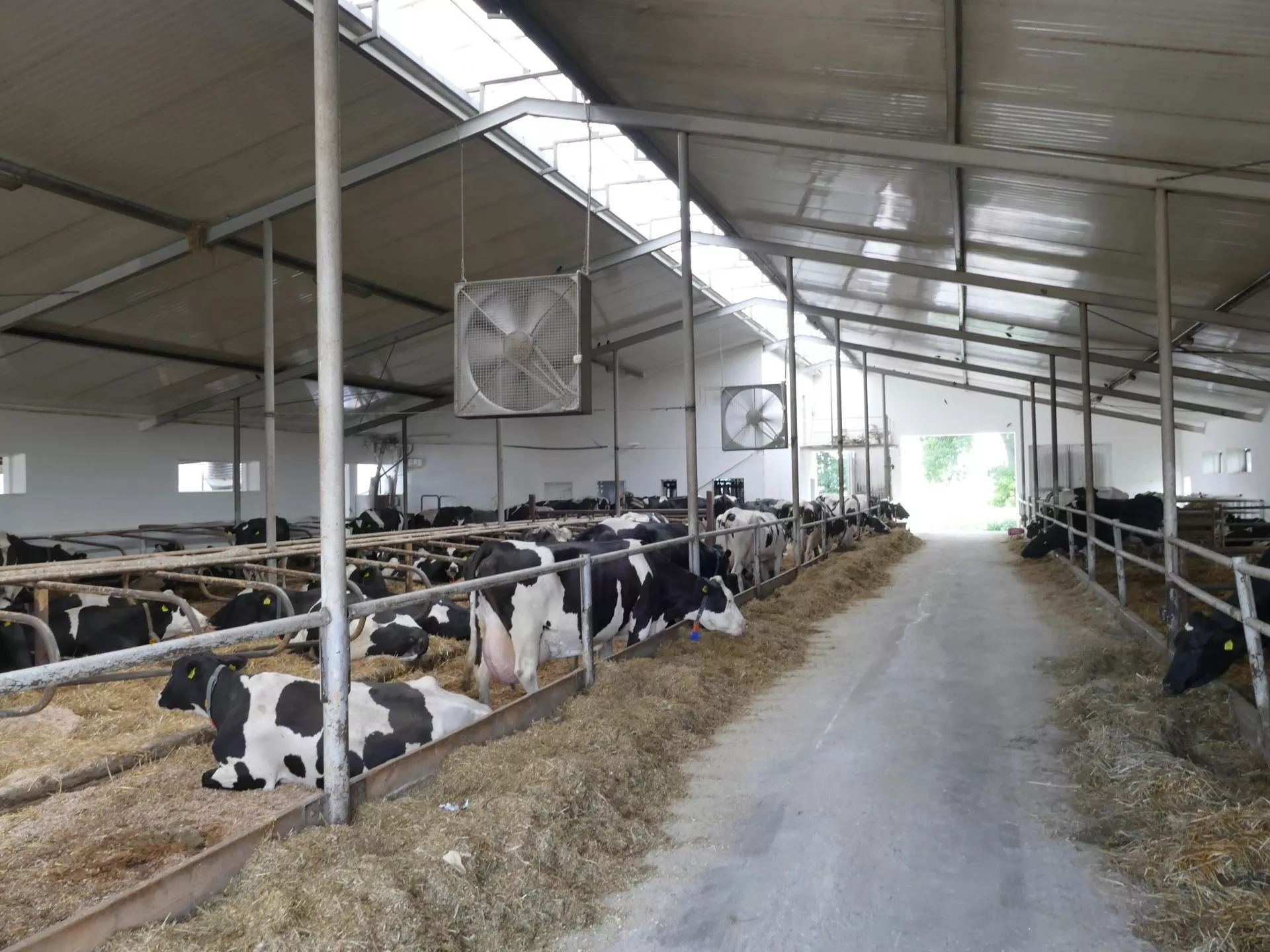 Jak zadbać o wentylację w oborze latem? Komfort krów to więcej mleka