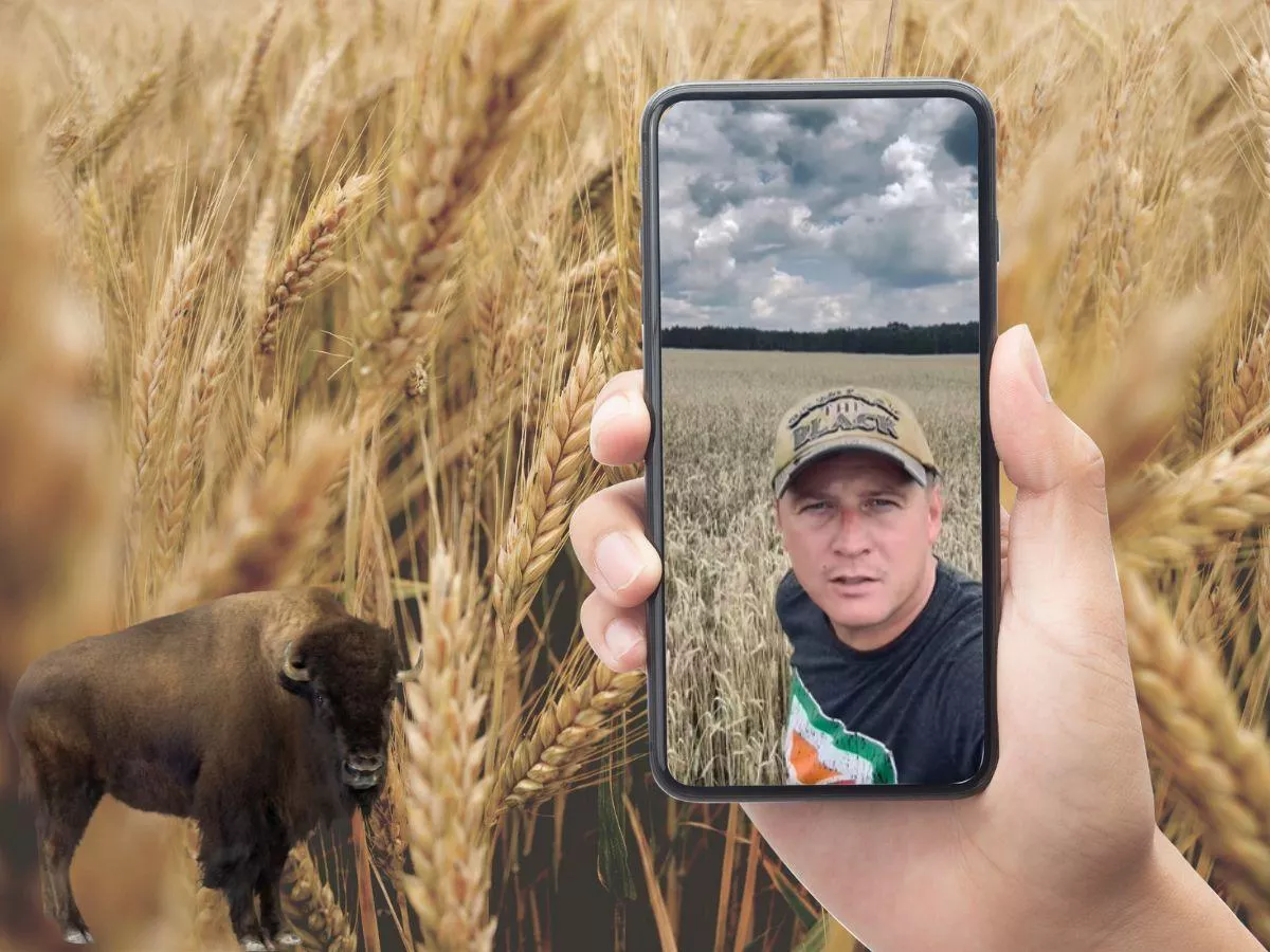 Tak wygląda żyto po 200 żubrach. Rolnik z Podlasia zdradza, ile mu wypłacili
