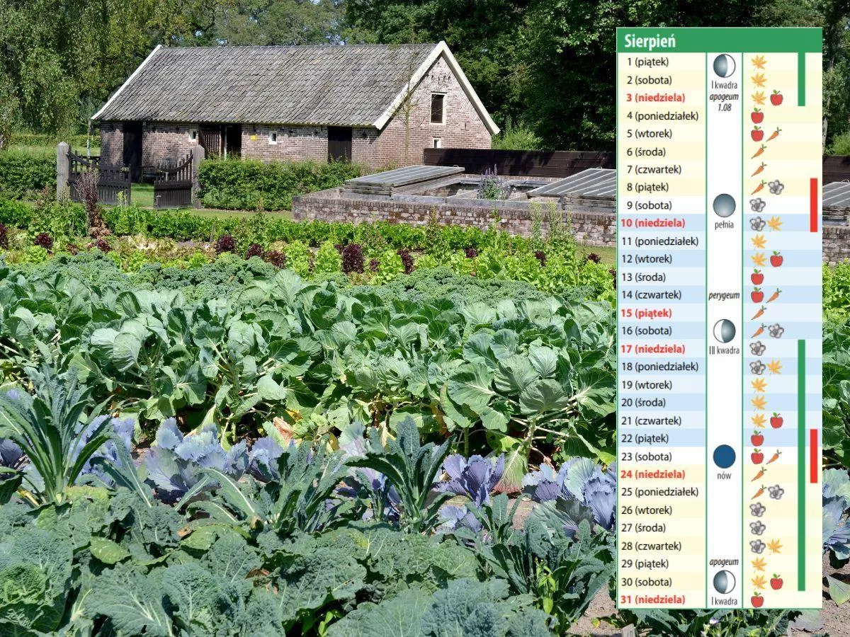 Kalendarz biodynamiczny na sierpień 2025. Kiedy sadzić truskawki i zbierać warzywa?
