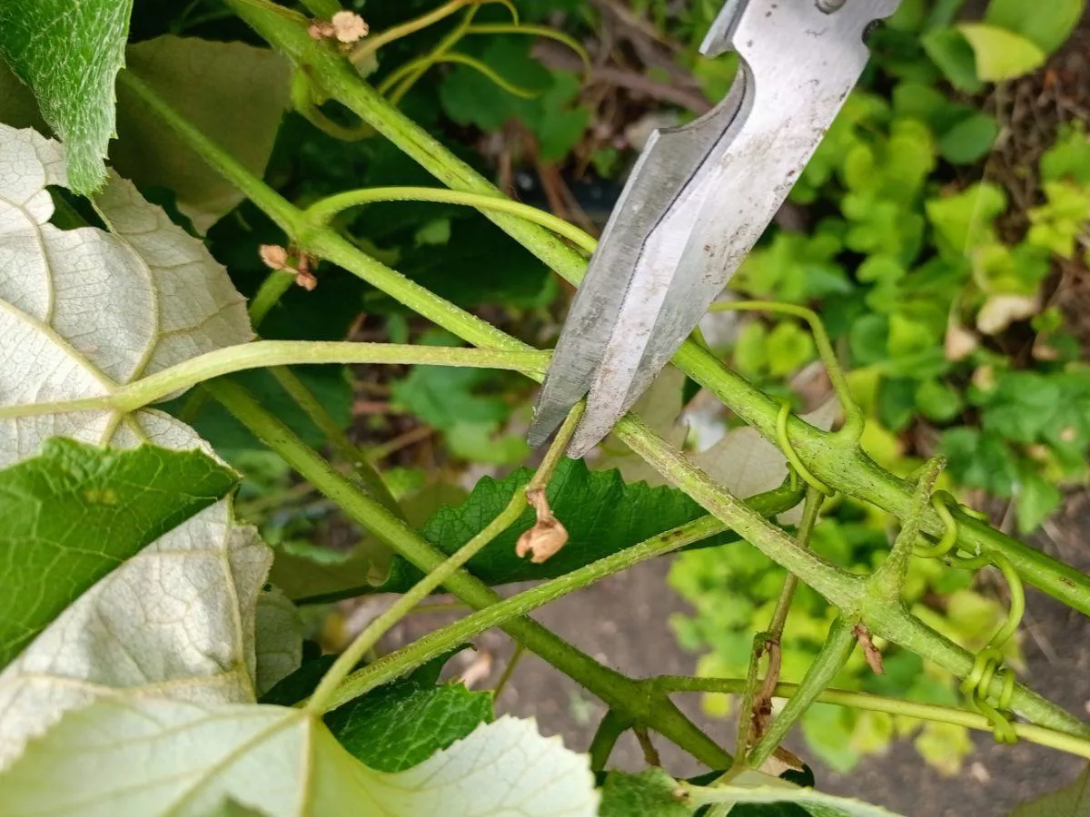 Letnie cięcie winorośli krok po kroku. Co usuwać, a co zostawić?