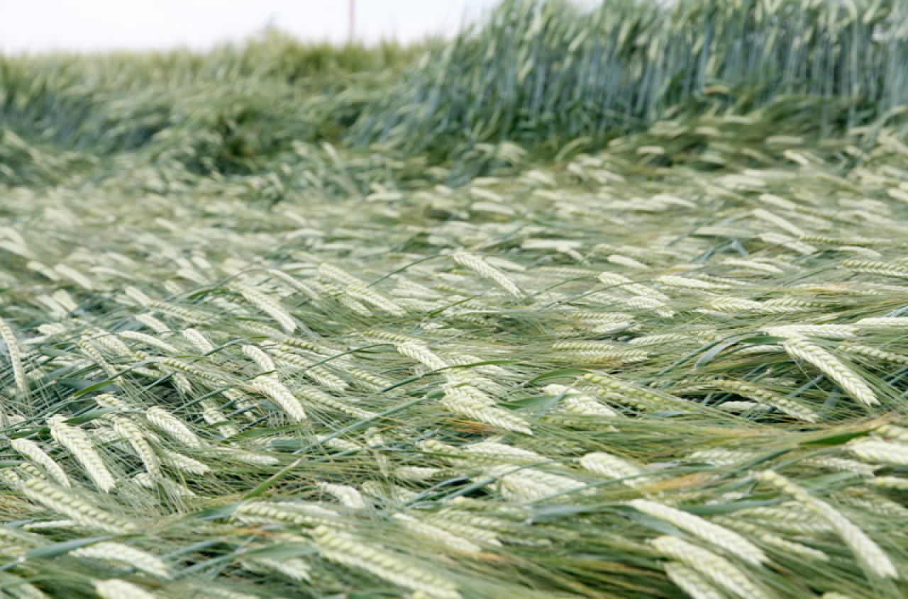 Jak skosić wyległe zboże? Porady eksperta