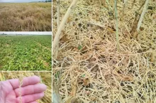 Rolnikowi grad i susza zniszczyły uprawy, co z dostawami w ramach grupy producenckiej?