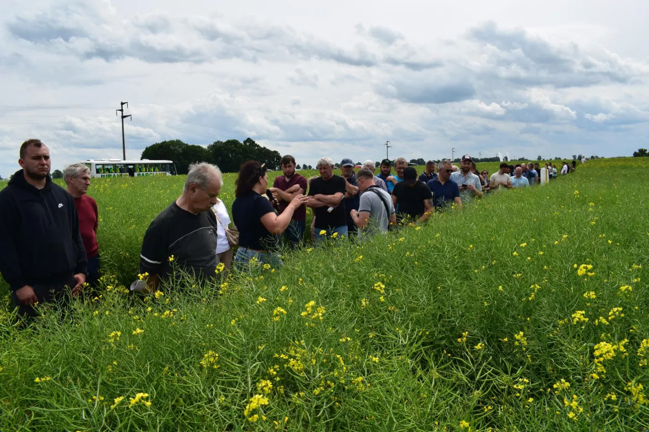 Podczas tegorocznego Dnia Pola Top Farms Nasiona w Drogoszach, rolnicy jak zawsze czekali na prezentację bogatej kolekcji rzepaków tradycyjnych i z podwyższoną odpornością na kiłę